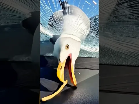 seagull being a naughty AI boy #funnyanimals #seagull #Ai #funny