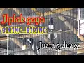 Download Lagu Raja Barter, Pendatang baru yg Anti Kondangan