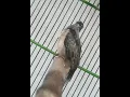 Download Lagu 1:52 Menit Burung wiwik kelabu yang Mungil Gacor dor