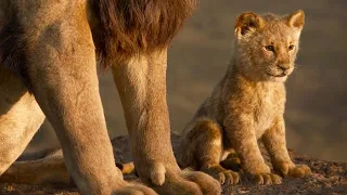 أسد بيقرر ينتقم من عمه بسبب أنه خلص علي أبوه ملك الغابة وسرق منه الحكم ملخص The Lion King 