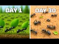 Download Lagu Simulating A Colony With Only Ant Workers