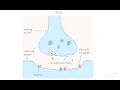 How Neurons Communicate
