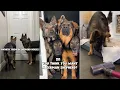 So You Think You Want A German Shepherd