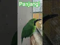 Download Lagu Tembakan panjang cucak ijo