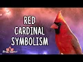 Red Cardinal Symbolism and Meaning