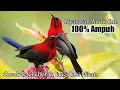 Download Lagu Suara Pikat.!! Burung Sepah Raja TERAMPUH