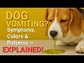 Dog Vomiting Symptoms When to Worry and What to Do - What Each Color Means When to Call the Vet
