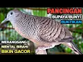Lagu Perkutut Lokal Gacor RAJA PIKAT Ahlinya Bikin Semua Burung Perkutut Gacor Nyaut.