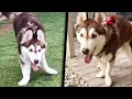 Special Needs Husky Named Clyde Learns to Walk in Unique Way