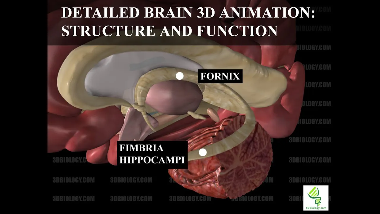 Human Brain Anatomy: 3D Animation of Structure & Function