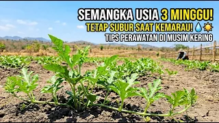 PERAWATAN SEMANGKA USIA 3 MINGGU DI MUSIM KEMARAU PART 4