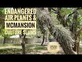 Download Lagu Endangered Air Plants \u0026 McMansion Culture Slums
