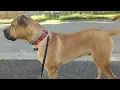 Morning with Hunter boerboel x cane corso mix