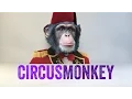 CircusMonkey Kinetic Type Rigs