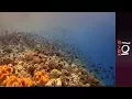 🇮🇩 Indonesia: The Last Reef on Earth | 101 East