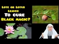 Download Lagu Apakah daun bidara atau teratai digunakan untuk mengobati ilmu hitam? - Assim al hakeem