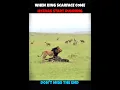 Download Lagu 30 Hyenas V/S Scarface Lion #viralshorts #viralytshorts #shorts #ytshorts #wildlife #lion #scarface