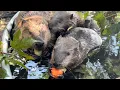 Beavers had a lot to say today