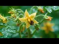 Grow with KARE How hot summer temperatures affect your veggie garden