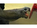 What Do Tortoises Eat