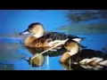 Download Lagu SUARA PIKAT BURUNG  BELIBIS