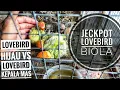 Download Lagu lovebird hijau vs lovebird kepala mas jeckpot lovebird biola