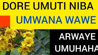 UMUTI W UMUHAHA WABONETSE IYUMVIRE NAWE  UMUTI W UMUHAHA WABONETSE IYUMVIRE NAWE