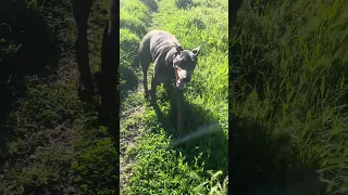 #Fyp #dream #pets #doberman