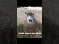 Download Lagu Cat Jumpscare Warning Meme #cats #jumpscare #memes