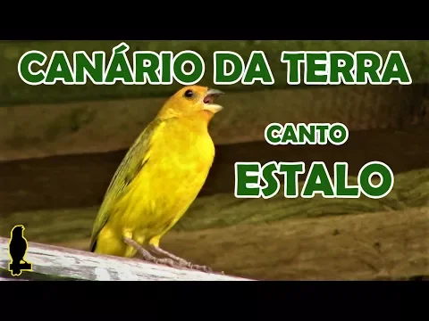 Download MP3 CANÁRIO DA TERRA - CANTO ESTALO #CantoDasAves