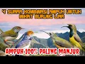 Download Lagu suara pikat burung liar burung sogok ontong sogon prenjak kepala merah prenjak lumut dan pijantung