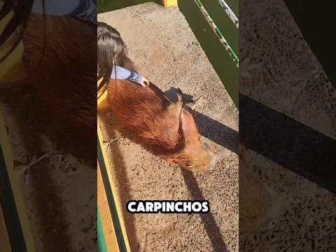 ​¡El lugar donde podés ACARICIAR CARPINCHOS en Paraguay! 🦫✨