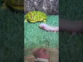 Download Lagu meme lucu kucing vs katak #funny #meme #videolucu