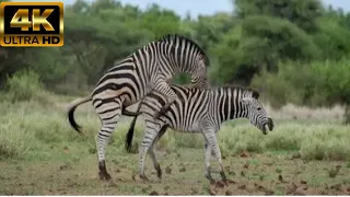 zebra animal video zebra video zebra wildlife zebras about facts 2023