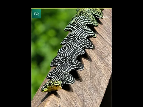Flying snake
