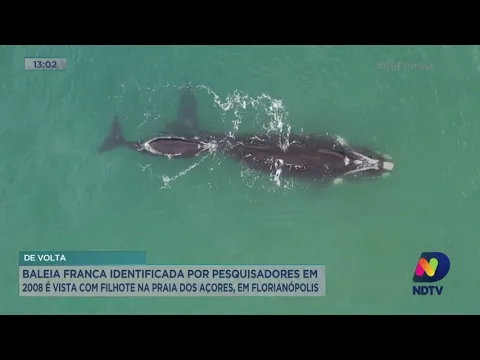 Baleia franca identificada por pesquisadores em 2008 é vista com filhote na Praia dos Açores