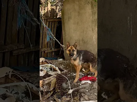 Rescuing Two Chained German Shepherds #dog #rescue