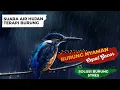Download Lagu Suara Air Hujan Untuk Terapi Burung, Suara Air Hujan dan Burung, Cegah Stress Burung Nyaman \u0026 Gacor