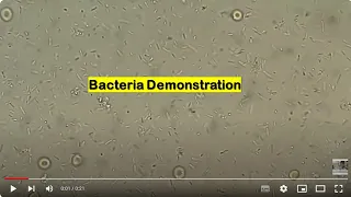 Serratia fonticola in Wet mount of Broth Culture Microscopy