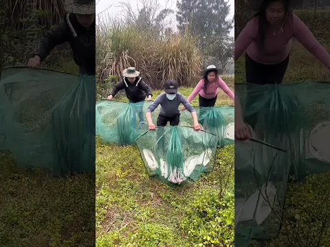 Only fish are caught in its net |#shorts