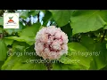bunga menur / clerodendrum fragrans/ clerodendrum Chinese