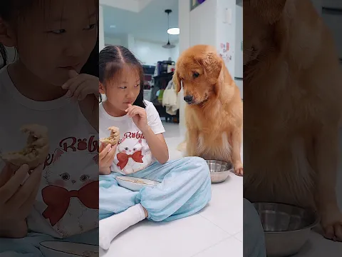 A silent dog will speak for food!😂为了食物，哑巴狗开口说话！ #dog #goldenretriever #pets