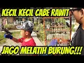 KECIL KECIL JAGO MELATIH BURUNG WALET JINAK