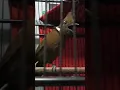 Download Lagu TEMBAKAN CILILIN GACOR BIKIN BUDEG!! #shortvideo #birds #shorts #burung #cililin