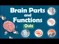The Human Brain Structure and Functions Quiz Meet the Superheroes of Your Brain