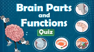 The Human Brain Structure and Functions Quiz Meet the Superheroes of Your Brain