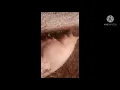 Download Lagu Porca em trabalho de parto.