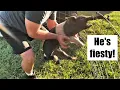 Weaning Piglets At 6 Weeks BETTER Method Into Training Pen