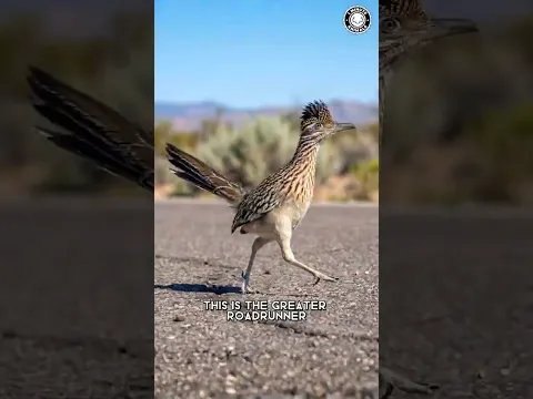 Greater Roadrunner ⚡ It RUNS Instead of Flying!
