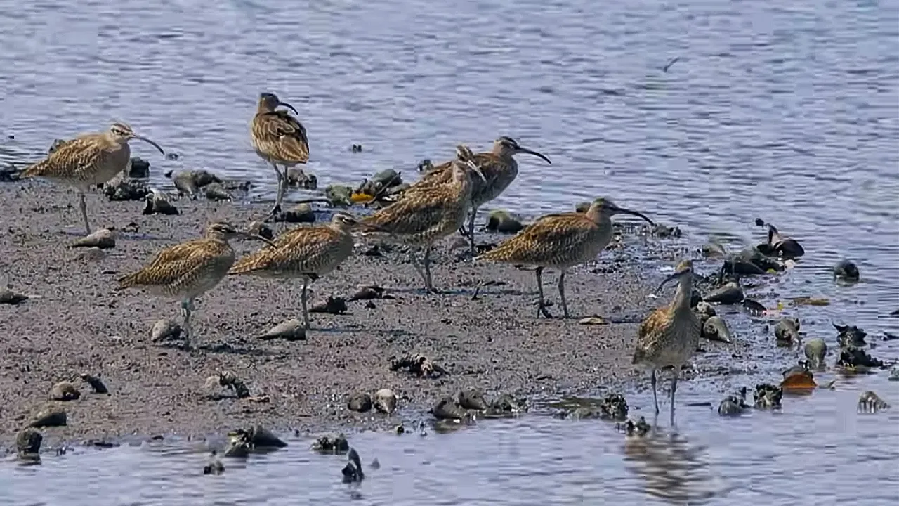 Creatures and Curiosities of the River Severn (4K Documentary)
